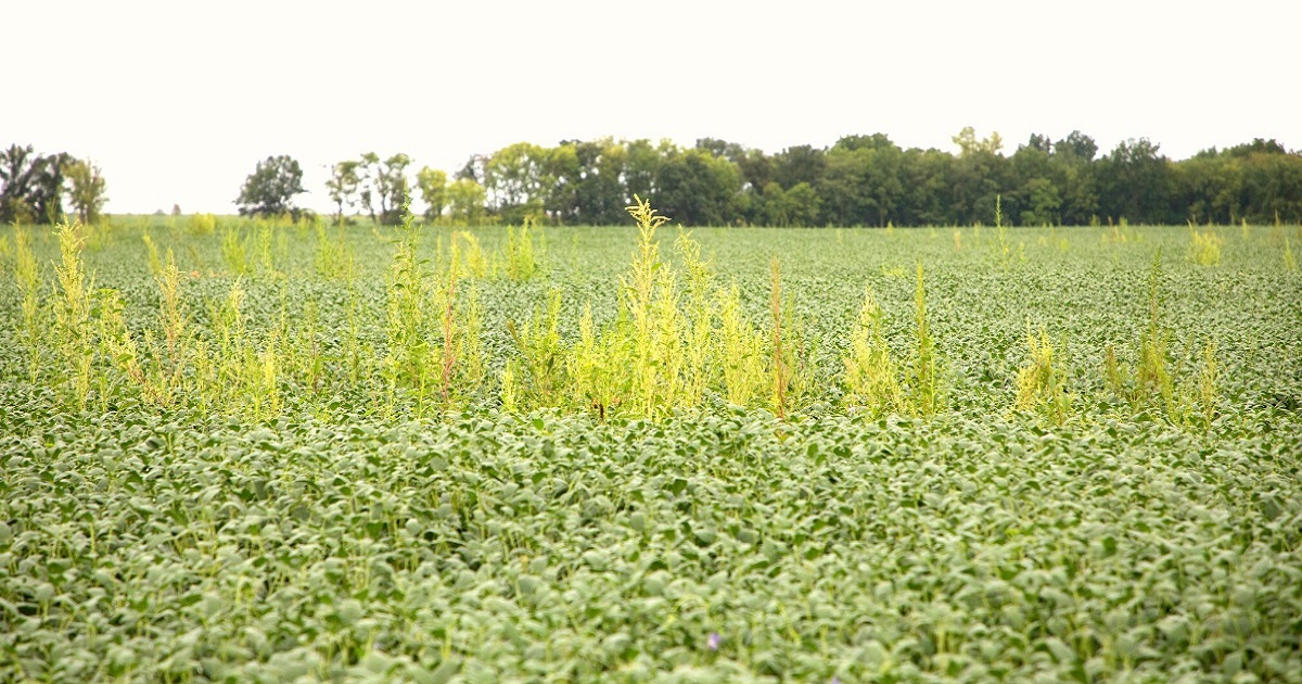 Weeds in young corn crops