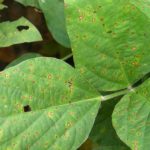 This agronomic image shows frogeye leaf spot