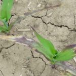 This agronomic image shows corn affected by fallow syndrome