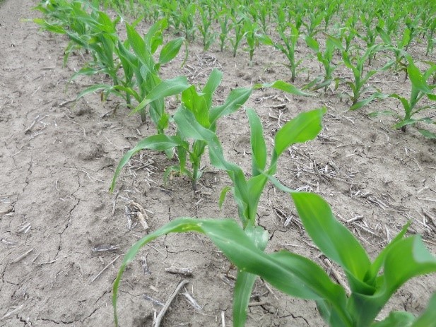 This agronomic image shows healthy corn