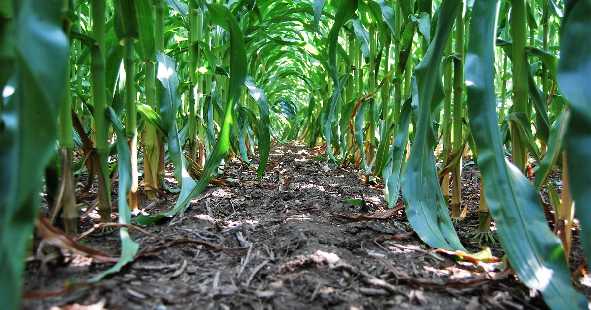This agronomic image shows a clean row from Acuron herbicide