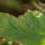 This agronomic image shows early blight in tomatoes