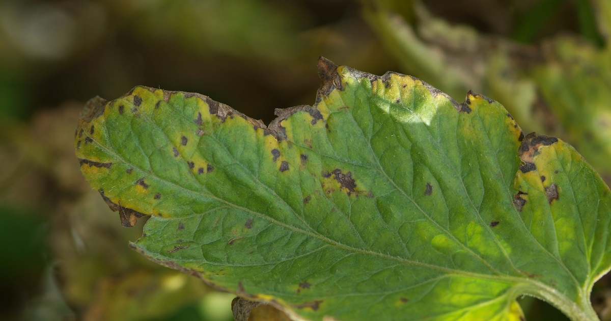 This agronomic image shows early blight in tomatoes