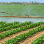 This agronomic image shows a sprayer