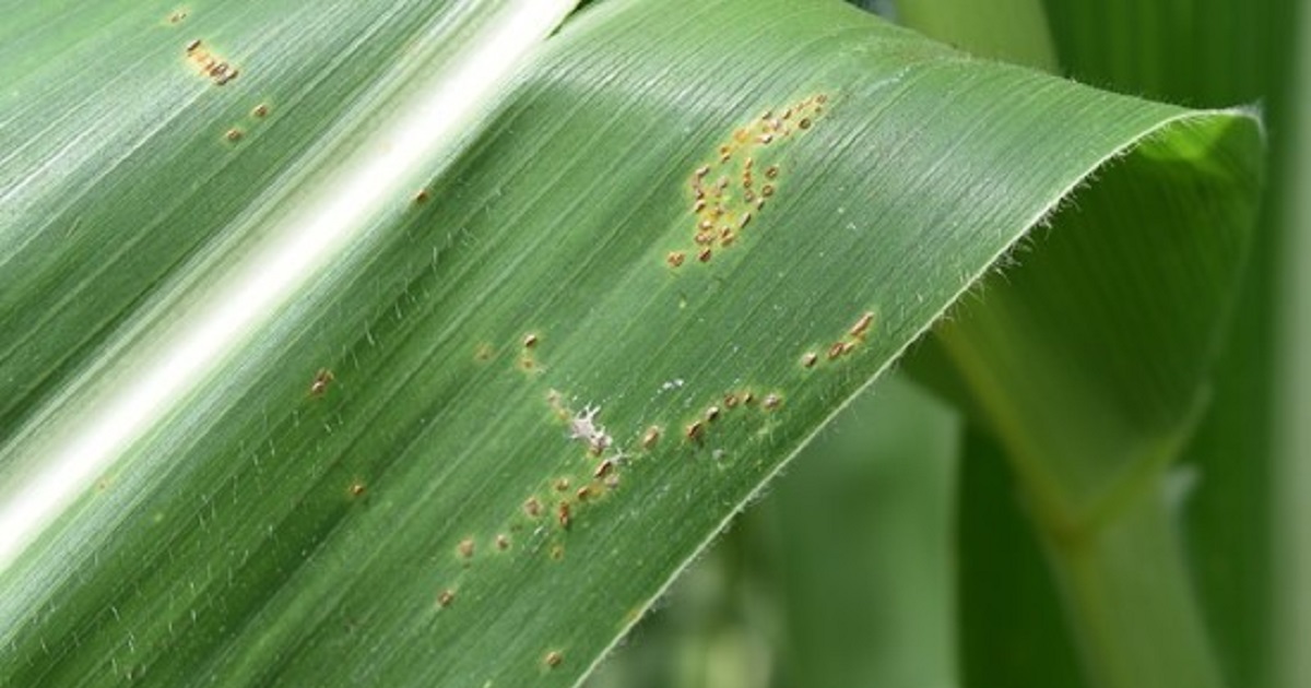 this agronomic image shows common rust in corn