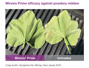 This agronomic image shows Miravis Prime efficacy against powdery mildew