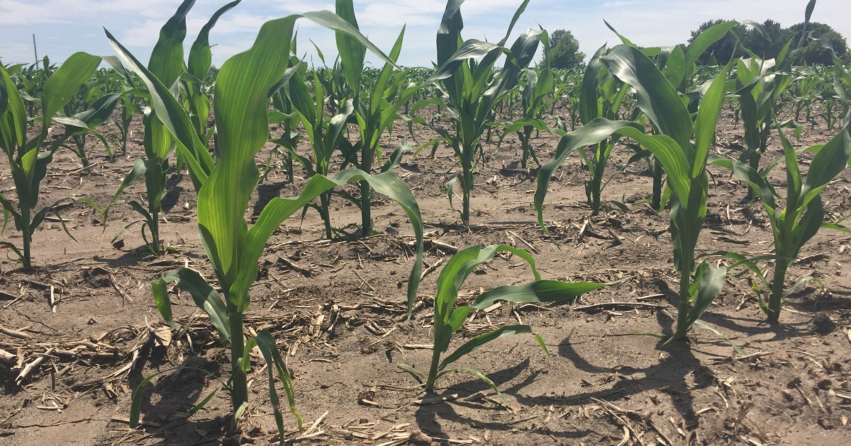 This agronomic image shows weak corn emergence