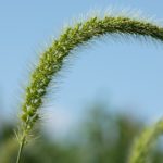 This agronomic image shows foxtail