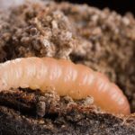 This agronomic image shows naval orangeworm