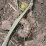 This agronomic image shows black cutworm