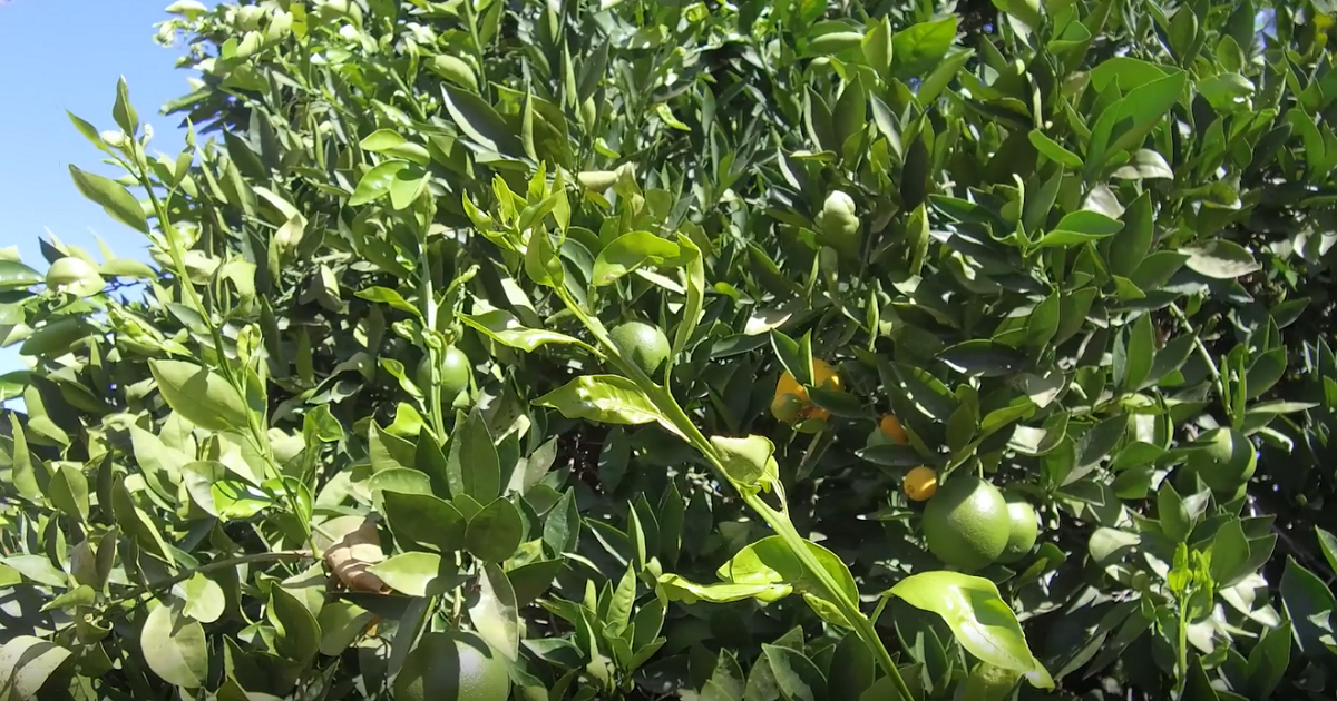 This agronomic image shows citrus