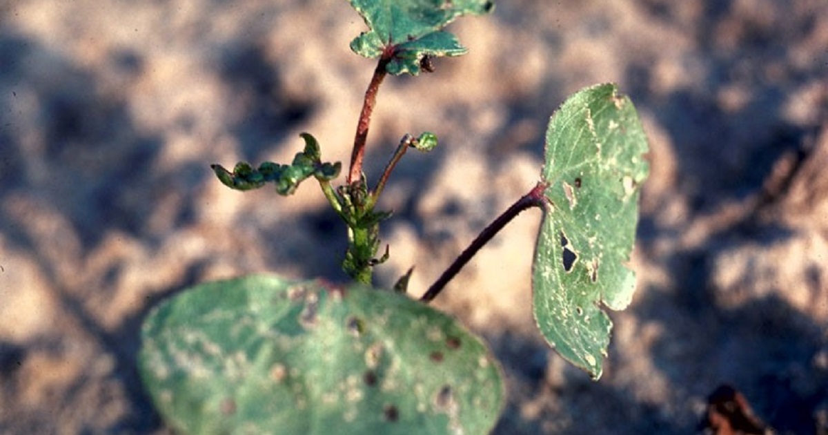 This agronomic image shows thrips damage in cotton