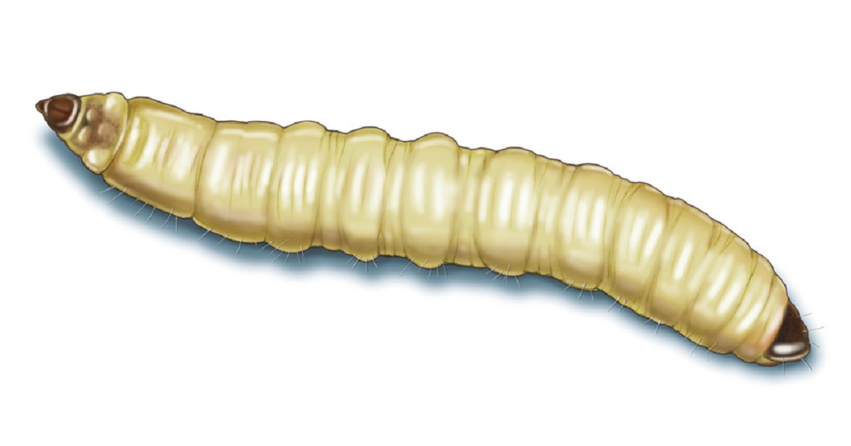 This illustrated image shows corn rootworm