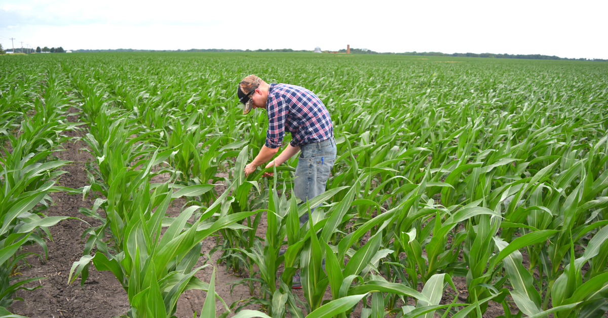 This agronomic image shows field scouting