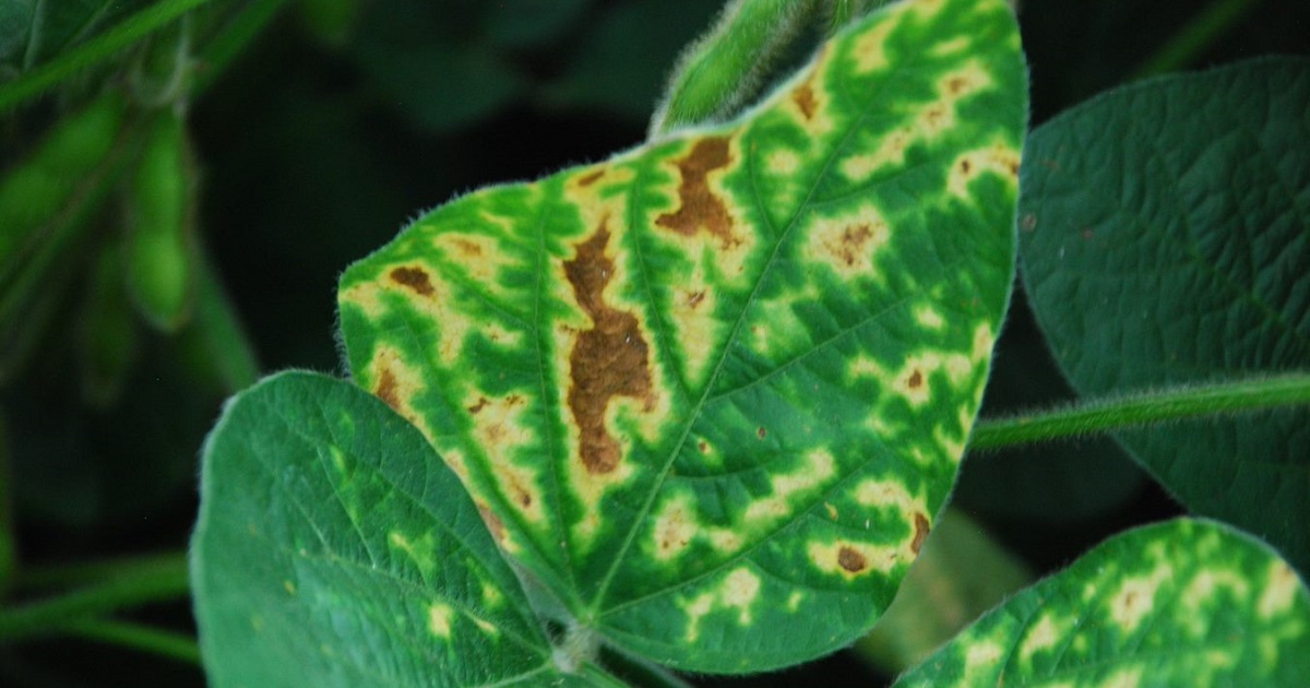 This agronomic image shows sudden death syndrome