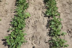 Two rows of soybean plants in York, Nebraska. One row is treated with Saltro fungicide seed treatment and the other with ILEVO seed treatment.