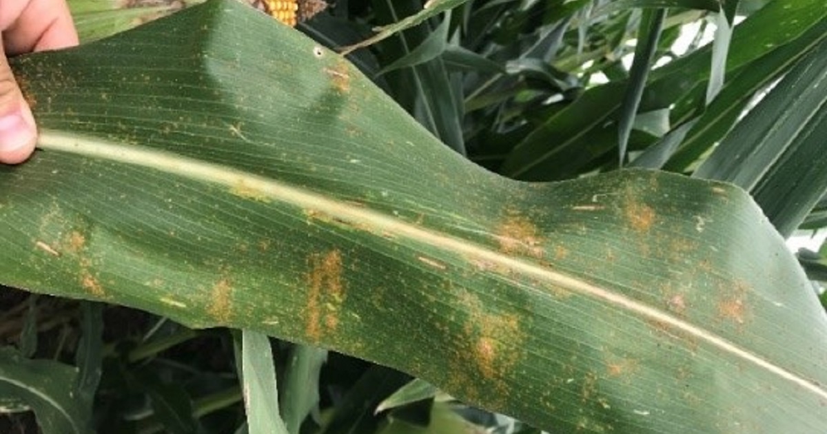 This agronomic image shows Southern rust in corn