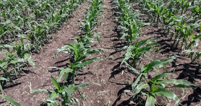 photo of Acuron® corn herbicide applied as a split-shot preemergence and a post-emergence herbicide spray.