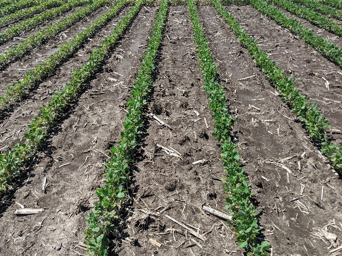 A soybean field used in weed management trials at the York, Nebraska, Grow More Experience site.