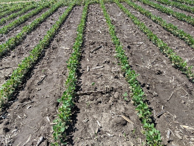 Another soybean field used in York, Nebraska, soybean weed management trials.