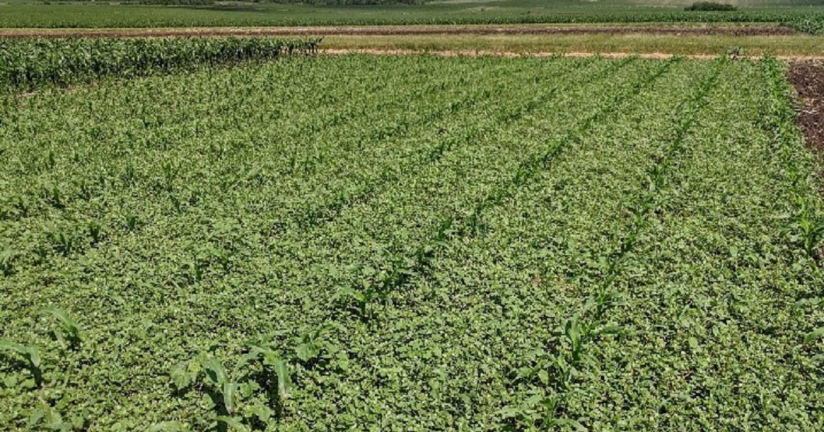 Weed pressure in untreated plots at the York, NE, Grow More™ Experience site.