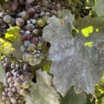 This agronomic image shows Powdery mildew in a Washington grape vineyard.