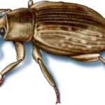 This illustrated image shows rice water weevil