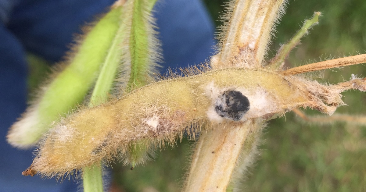 This agronomic image shows white mold