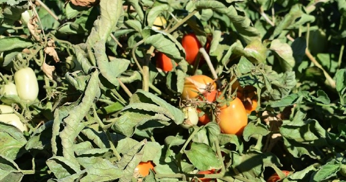 This agronomic image shows fruiting vegetables