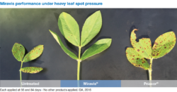 comparison of fungicide treatments in peanuts