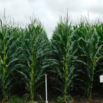 A photo of a corn field used in fungicide trials at the York, NE, Grow More Experience site.
