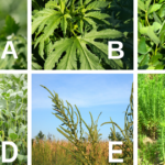 This agronomic image shows a range of corn and soybean weeds