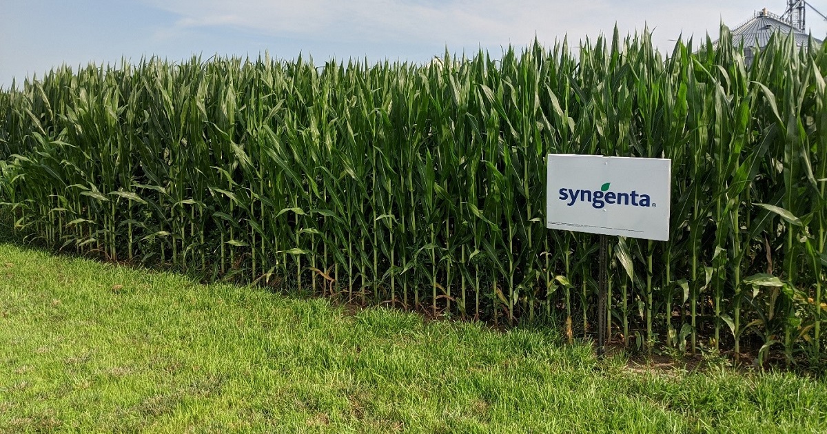 This agronomic image shows a Syngenta sign in front of a corn field