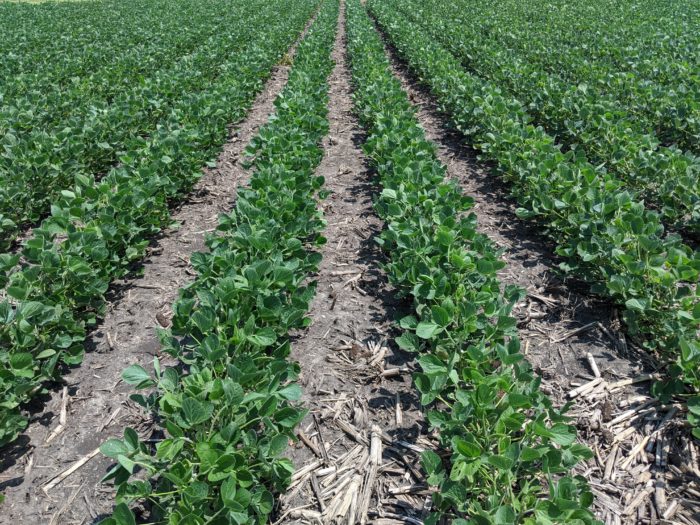 Boundary® 6.5 EC herbicide applied preemergence at the full labeled rate (2 pt/A) followed by a post-emergence treatment of Flexstar® GT 3.5 herbicide (3.5 pt/A) plus Dual II Magnum® herbicide (1 pt/A) and Enlist One® (2 pt/A). This program includes 5 total SOAs (Groups 4, 5, 9, 14, 15). Photo taken 56 days after preemergence treatment.
