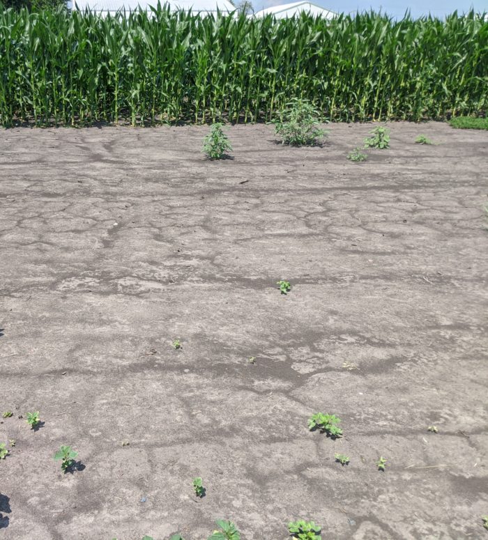 Acuron® corn herbicide applied preemergence at the full labeled rate (3 qt/A).