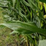 This agronomic image shows corn stalks