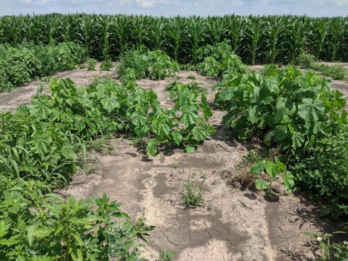 Harness® MAX applied preemergence at the full labeled rate (75 fl oz/A). Harness MAX only contains 2 active ingredients and 2 effective SOAs (Groups 15 and 27). Photo taken July 7; 55 days after treatment (DAT).