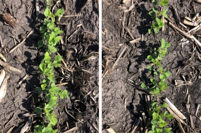 This agronomic image shows a soybean trial comparing plant stand and canopy closure 