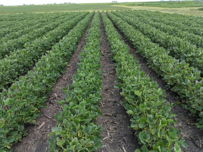 Boundary 6.5 EC herbicide applied preemergence at the full labeled rate (2 pt/A) followed by a post-emergence treatment of Prefix® herbicide (2 pt/A) plus Liberty® 280 SL herbicide (36 fl oz/A). This program includes 4 total SOAs (Groups 5, 10, 14 and 15). Photo taken 56 days after preemergence treatment.