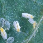 This agronomic image shows silverleaf whiteflies