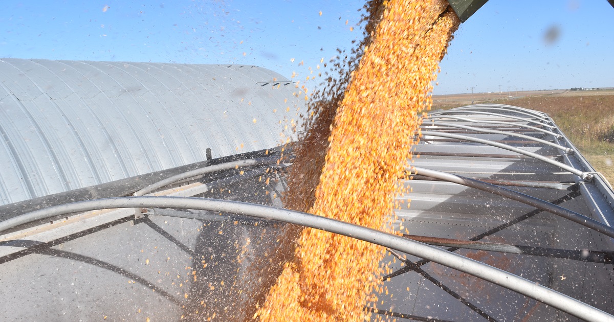 Corn entering a bin