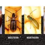 This agronomic image shows the stages and types of corn rootworm