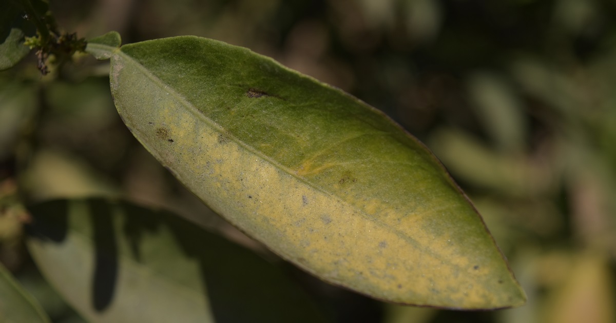 Phytophthora root rot can cause citrus leaf yellowing and decrease yield potential.