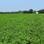 This agronomic image shows a peanut field