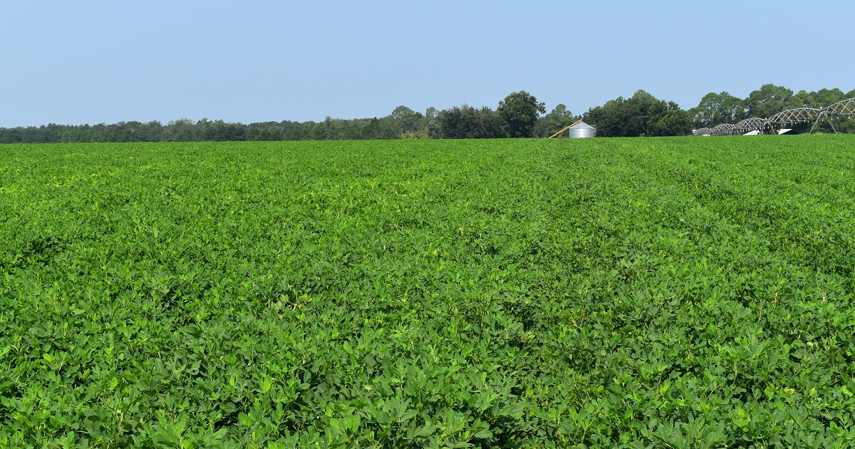This agronomic image shows a peanut field