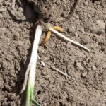 This agronomic image shows wireworm in wheat