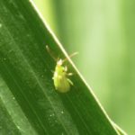 This agronomic image shows corn rootworm on a corn leaf