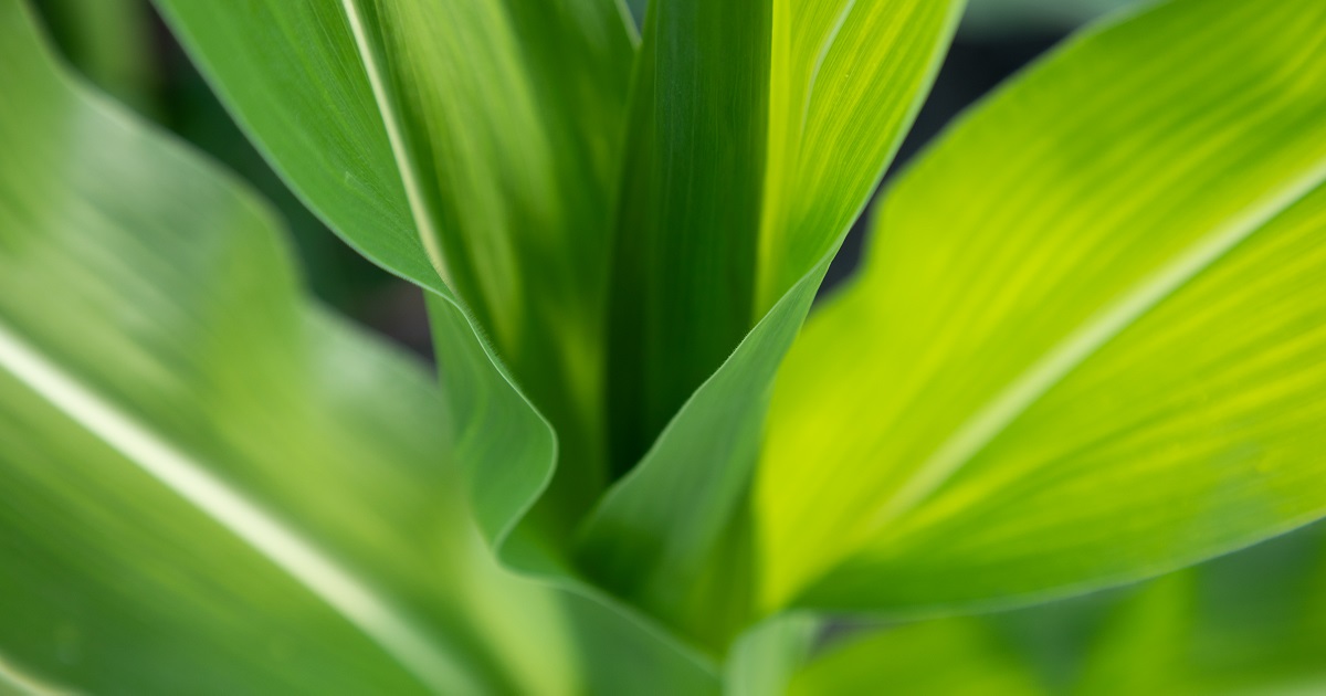 This agronomic image shows a corn leaf