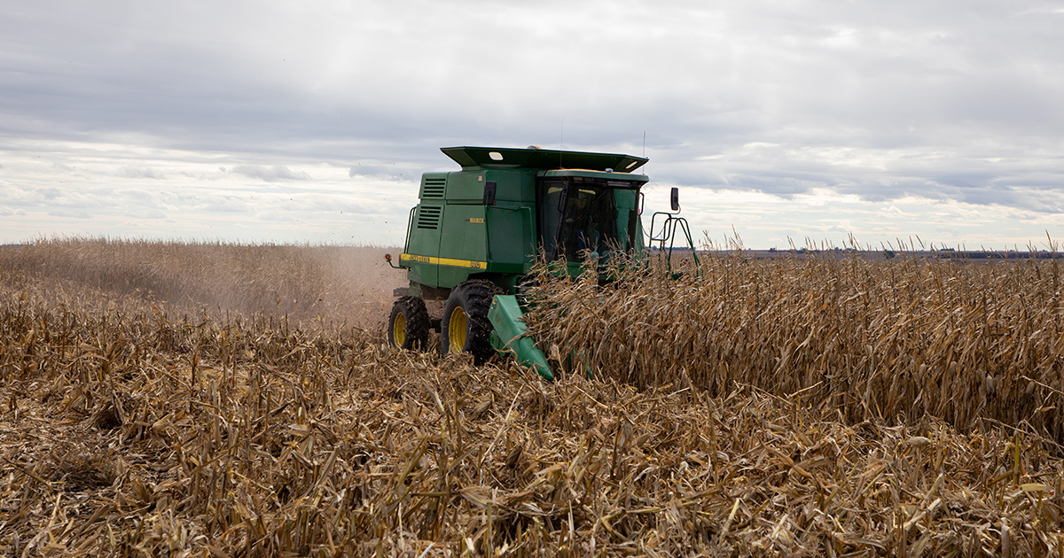 This agronomic image shows corn harvest