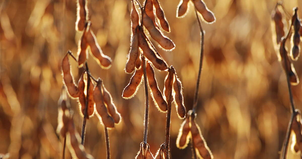 this agronomic image shows soybeans